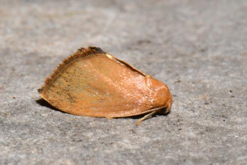 Heterogenea asella